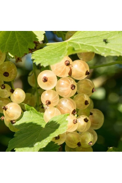Смородина белая Пандора - небольшие кисти ягод